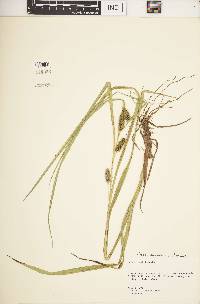 Carex aureolensis image