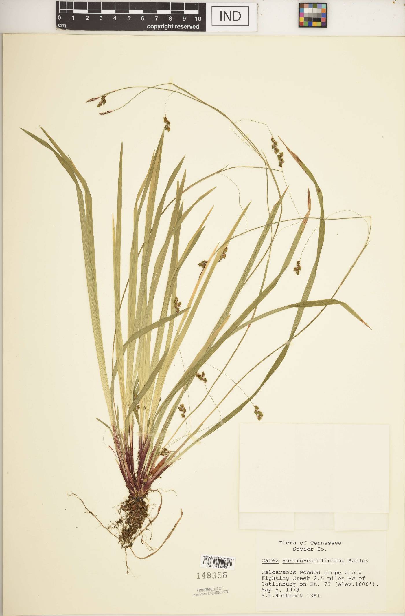Carex austrocaroliniana image