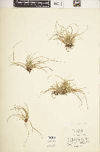 Carex umbellata image