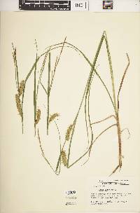 Carex vesicaria image