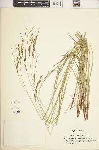 Carex virescens image