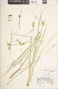 Carex viridistellata image