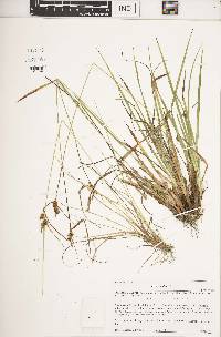 Carex viridula image