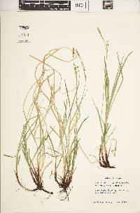 Carex woodii image