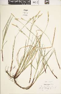 Carex woodii image