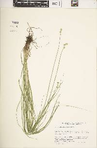 Carex albolutescens image