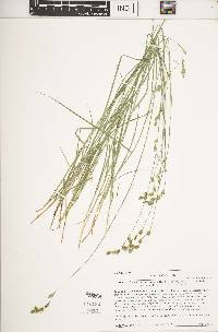 Carex praticola image