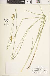 Carex bicknellii image