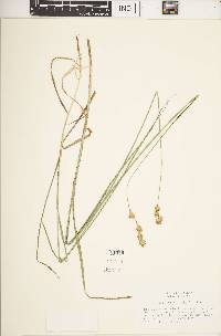 Carex bicknellii image