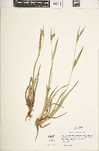 Carex flaccosperma image