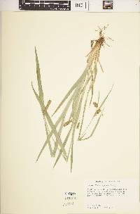 Carex flaccosperma image