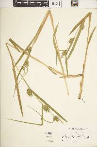 Carex folliculata image