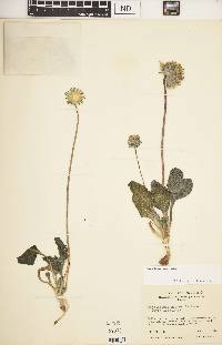 Encelia nutans image