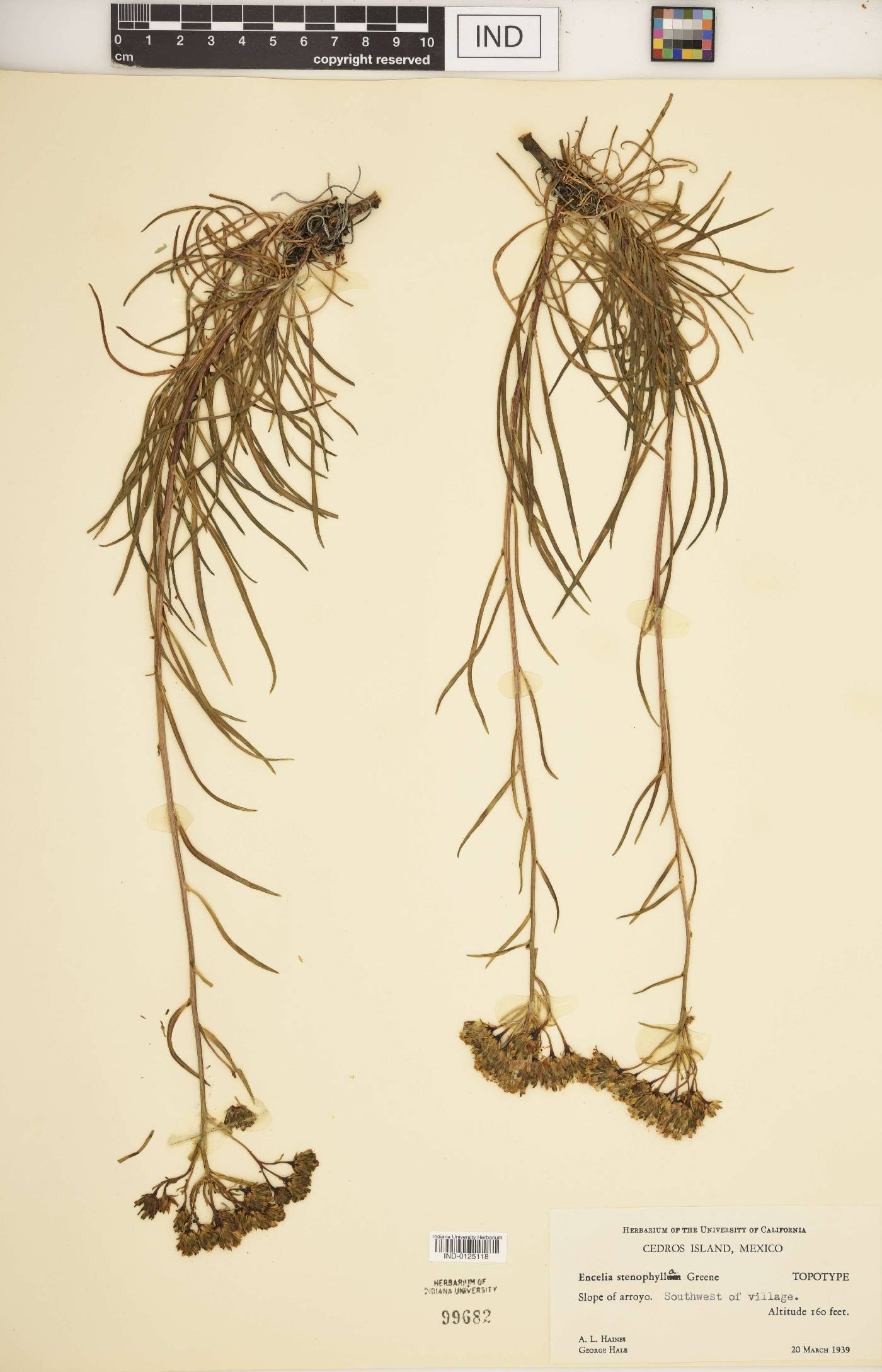 Encelia stenophylla image