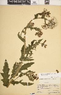 Erechtites hieraciifolius var. hieraciifolius image