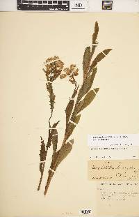 Erechtites hieraciifolius var. hieraciifolius image