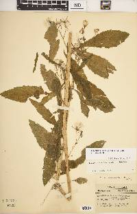 Erechtites hieraciifolius var. hieraciifolius image