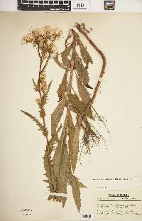 Erechtites hieraciifolius var. hieraciifolius image