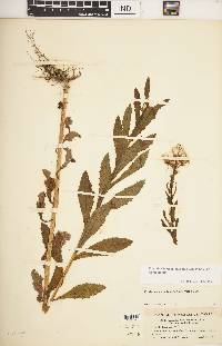 Erechtites hieraciifolius var. hieraciifolius image