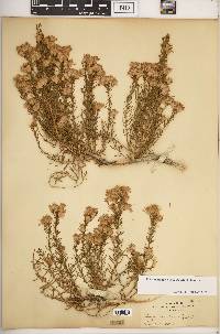 Ericameria laricifolia image