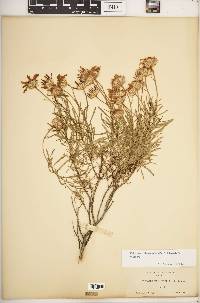 Ericameria linearifolia image