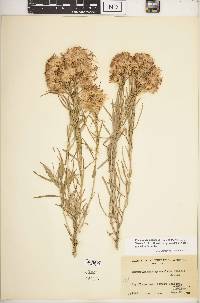 Ericameria nauseosa var. graveolens image