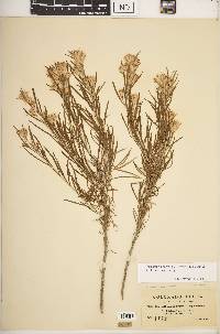 Ericameria parryi var. parryi image