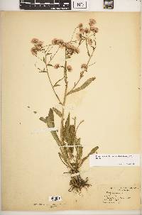 Erigeron acris var. kamtschaticus image