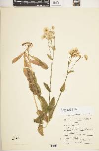 Erigeron philadelphicus var. philadelphicus image