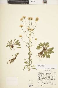 Erigeron pulchellus image