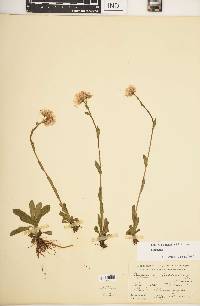 Erigeron pulchellus image