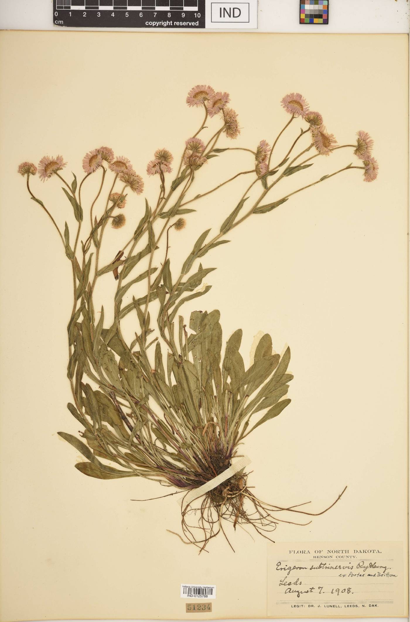 Erigeron subtrinervis image