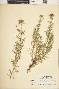 Eriophyllum confertiflorum image