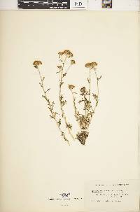 Eriophyllum confertiflorum image