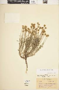 Eriophyllum lanatum image