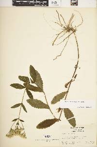 Eupatorium album image