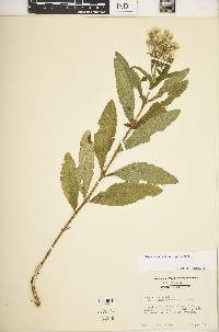 Eupatorium album image