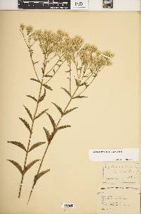 Eupatorium album image