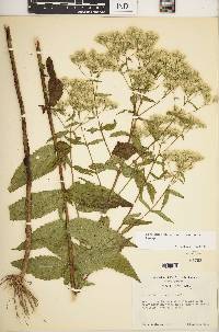 Eupatorium album var. vaseyi image