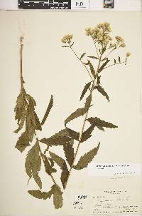 Eupatorium album image