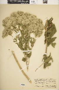 Eupatorium altissimum image