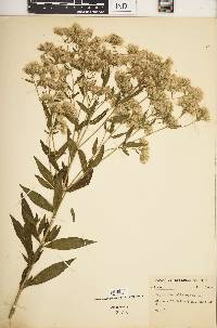 Eupatorium altissimum image