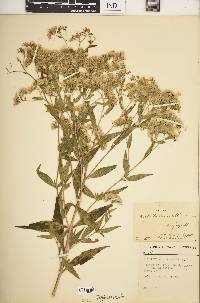 Eupatorium altissimum image