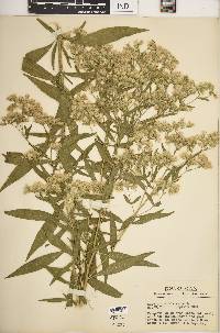 Eupatorium altissimum image