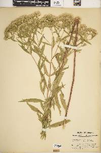 Eupatorium altissimum image