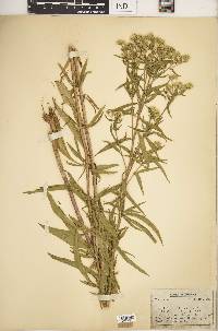 Eupatorium altissimum image