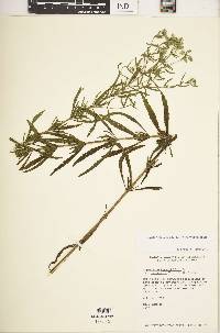 Eupatorium hyssopifolium image