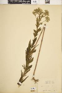 Eupatorium altissimum image