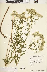 Eupatorium hyssopifolium var. calcaratum image