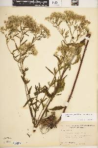 Eupatorium hyssopifolium image